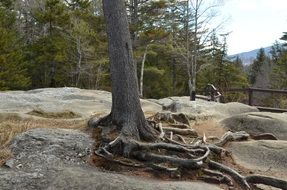 bare Roots of old Tree on Rock