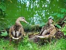 mallards stand on green grass