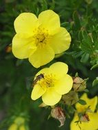 tiny yellow Flower with insect closeup