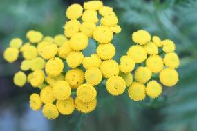 Yellow blooming circle flowers