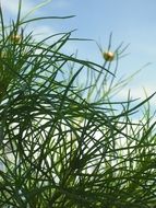 delightful Cosmos Plant