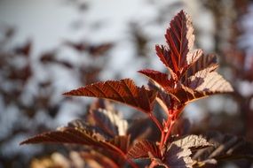 Closeup photo of Red Leaves