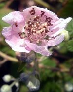 pink blackberry flower