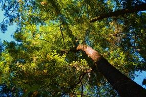 large crowns of trees in the sunlight