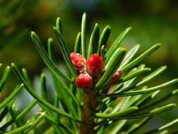 Gymnosperm plant on a branch close-up on blurred background