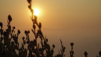 silhouettes of plants against the backdrop of the bright sun at dusk