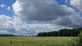 cornfield in Summer 2016