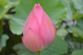 pink lotus in a bud on green leaves close-up