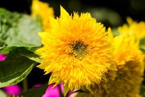 decorative fluffy sunflower close-up on blurred background