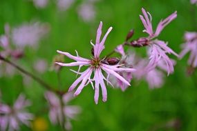 wild pink flowers in macro
