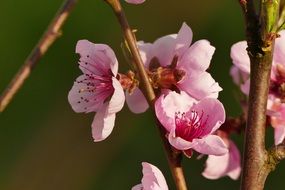 pink branch in bloom in spring