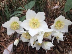Hellebores Flowers Mountain