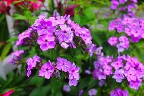 Purple Flowers Purple Bloom