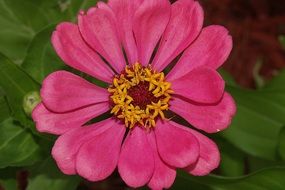 pink zinnia with round petals