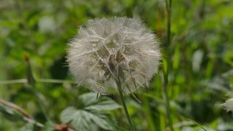 incomparableDandelion Meadow