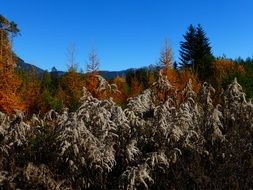 wild forest in golden autumn