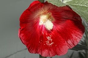 red alcea rose flower