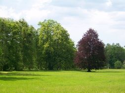 Landscape with the beautiful and colorful trees on the meadow