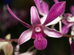 Orchid Flower Bright Violet white blossom