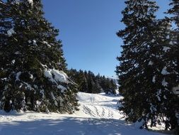 extraordinary Snow Fir Mountain