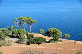 green trees by the mediterranean