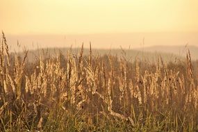 field with ears of corn at yellow dusk