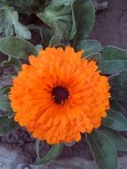 orange flower like a ball