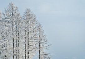 Landscape with the frozen trees in winter