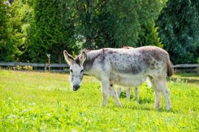 Donkey pastures
