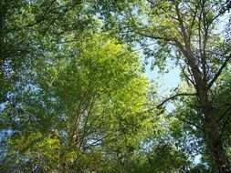 green Trees at Spring, bottom view