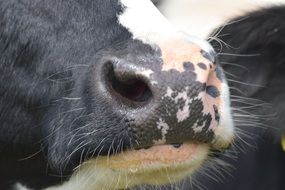 Cow Nose close up