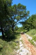 path near the trees
