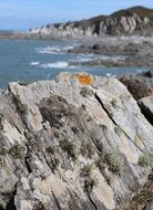 yellow lichen on a white cliff by the sea
