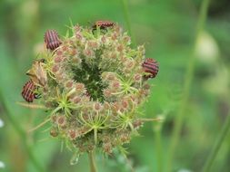 many beetles on inflorescence close-up
