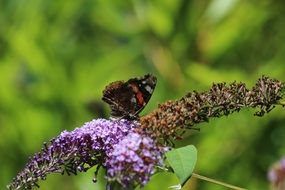 incredibly pretty Flower Butterflies