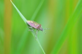 Beetle on the grass