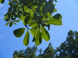 green tree leaves in summer