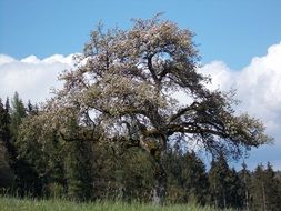 old tree among fir trees in the forest