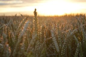 wheat field in the rays of the setting sun close up