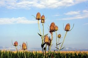 Thistles flower