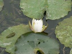 white beautiful Water Lily