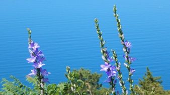 purple flowers on the beach