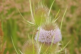 spiny flower