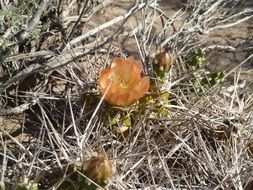 Desert Flower Cactus