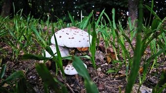 White mushrooms grow in the forest