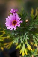Purple Flower Petals