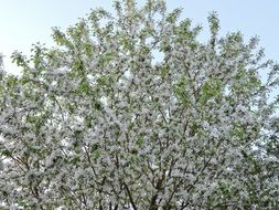 snow Tree Blossom