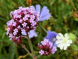 meadow flowers in summer