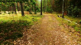 A lot of the grass in the green forest