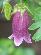 purple flower like a bell